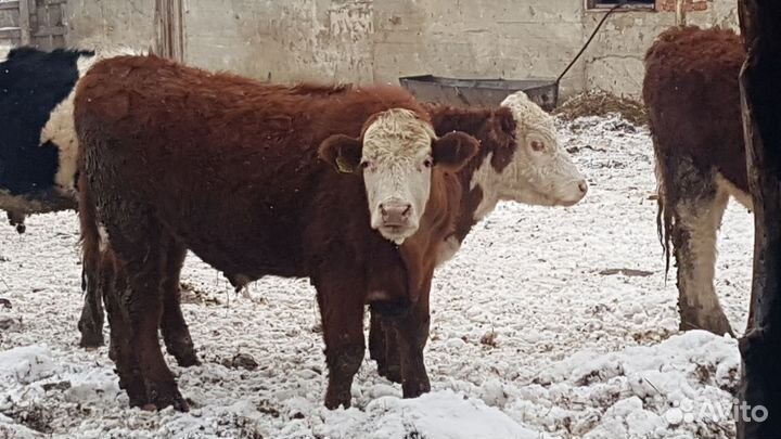 Племянной крс