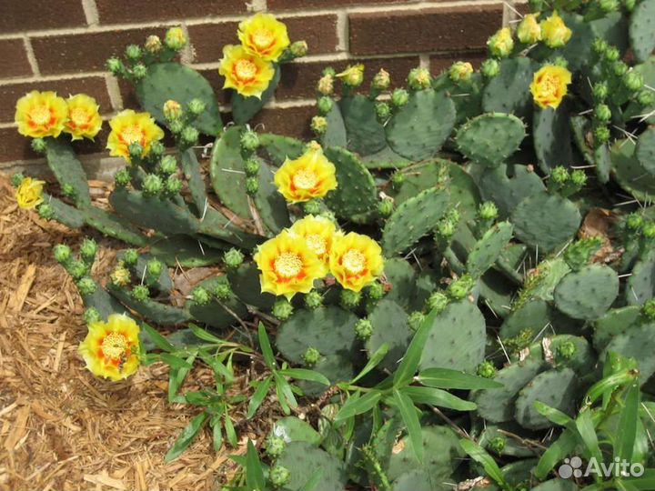 Опунция морозостойкая