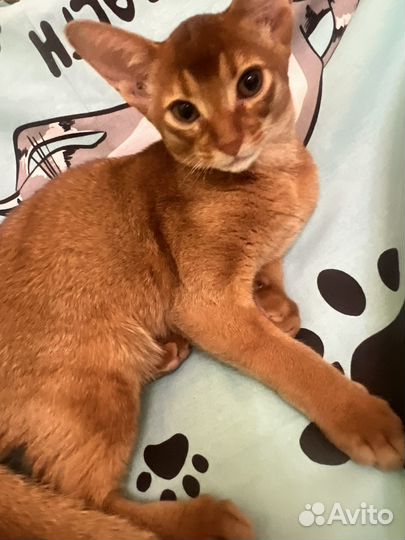Абиссинский котенок