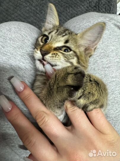 Крутой котенок В дар