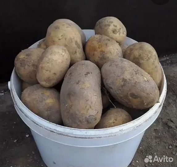 Продам картофель