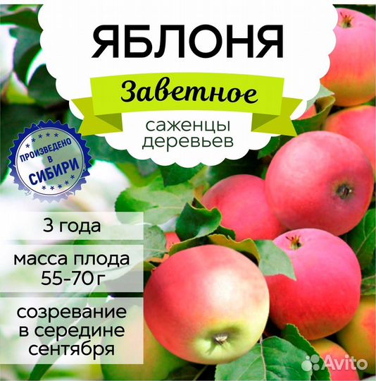 Саженцы Яблони