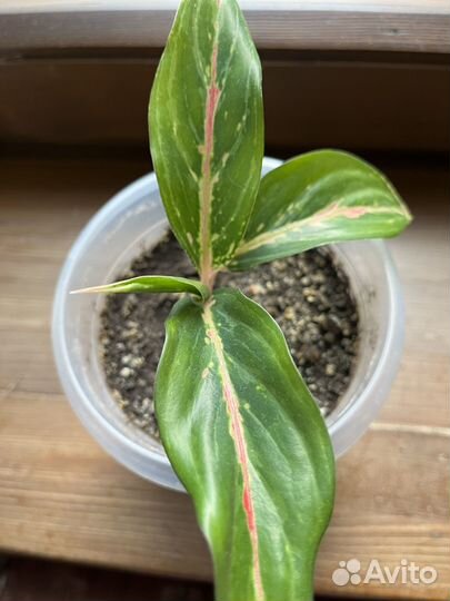 Аглаонема баттерфляй