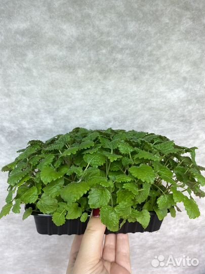 Мелисса лимонная свежая зелень