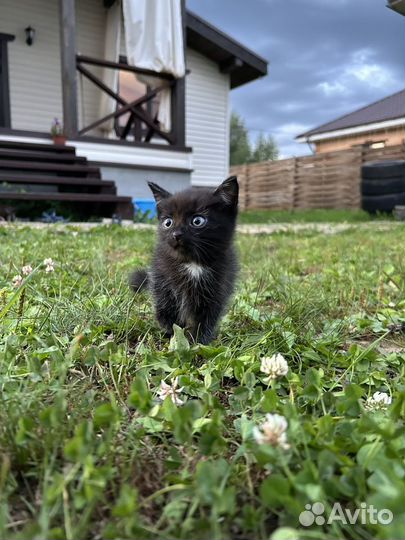 Котики бесплатно в добрые руки