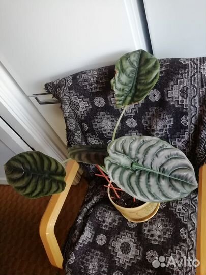 Алоказия Red secret