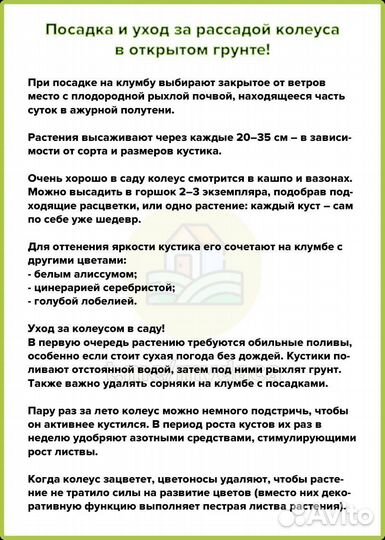 Калеус растения цветы