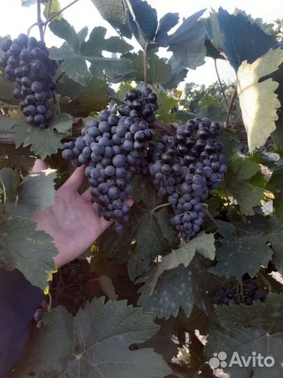 Виноград винный