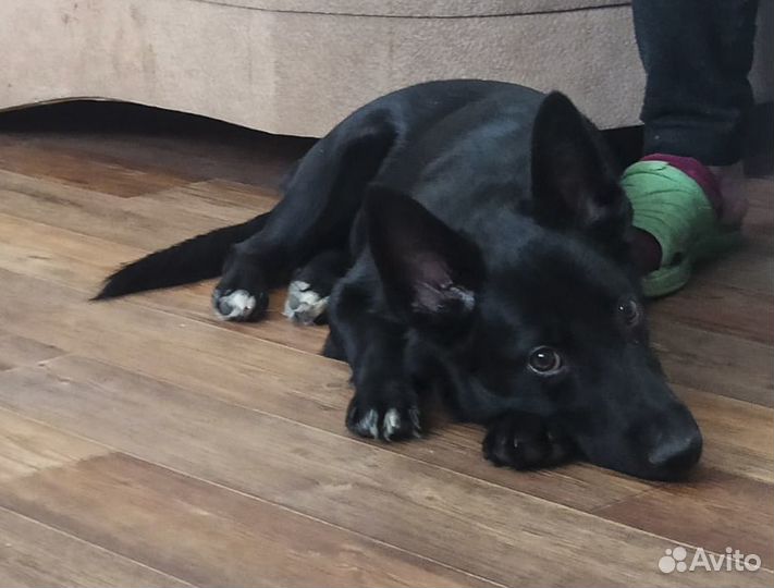 Небольшой метис таксы и лайки Блэкки 6 мес в дар