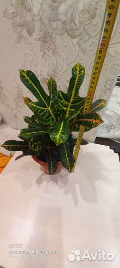 Комнатные цветы Кротон
