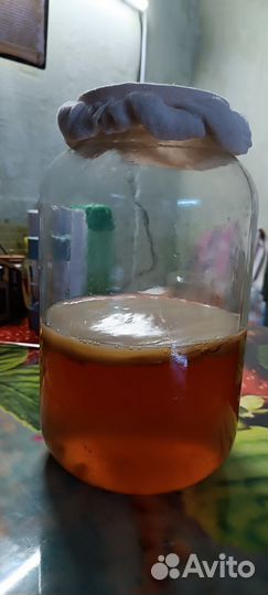 Чайный гриб бесплатно