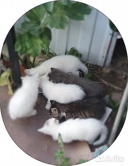 Котята в добрые руки