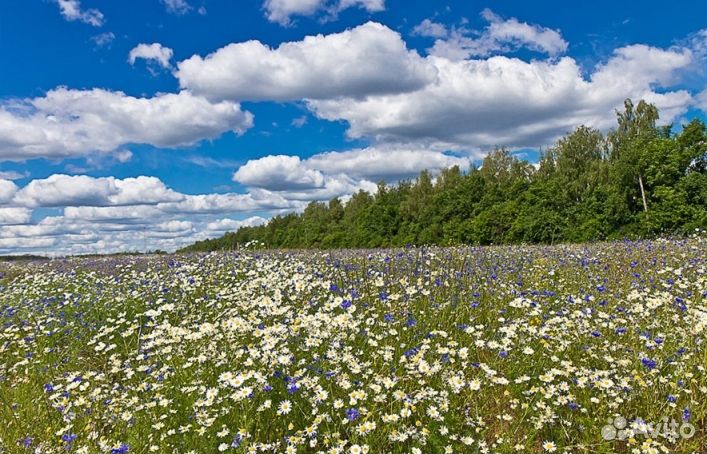 Мёд натуральный опт