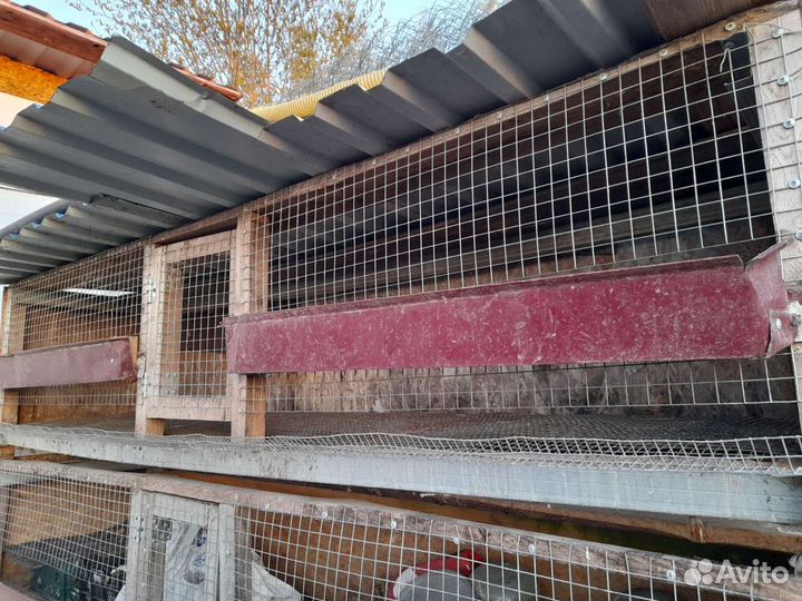 Клетки для несушек