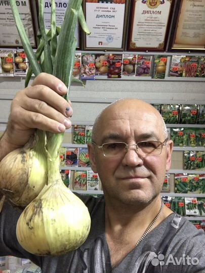 Эксибишен лук семена