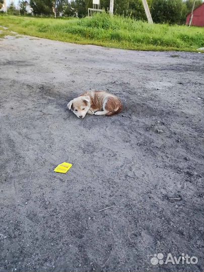 Щенки в добрые руки