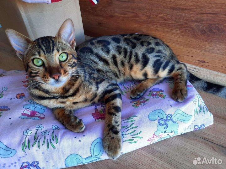 Бенгальские котята