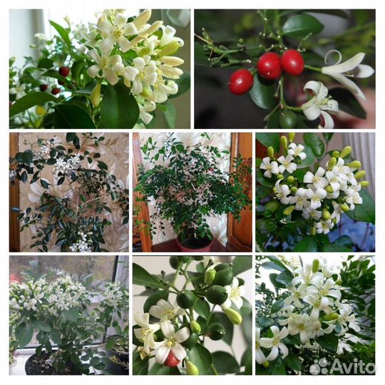 Мурайя-домашний лекарь