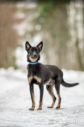 Элвиса спасли, теперь он ищет любящий дом