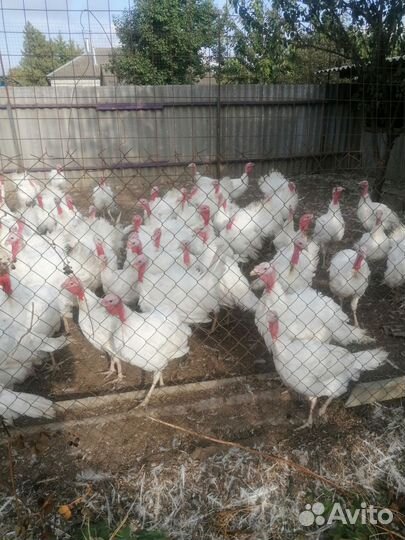 Индюшата подрощенные