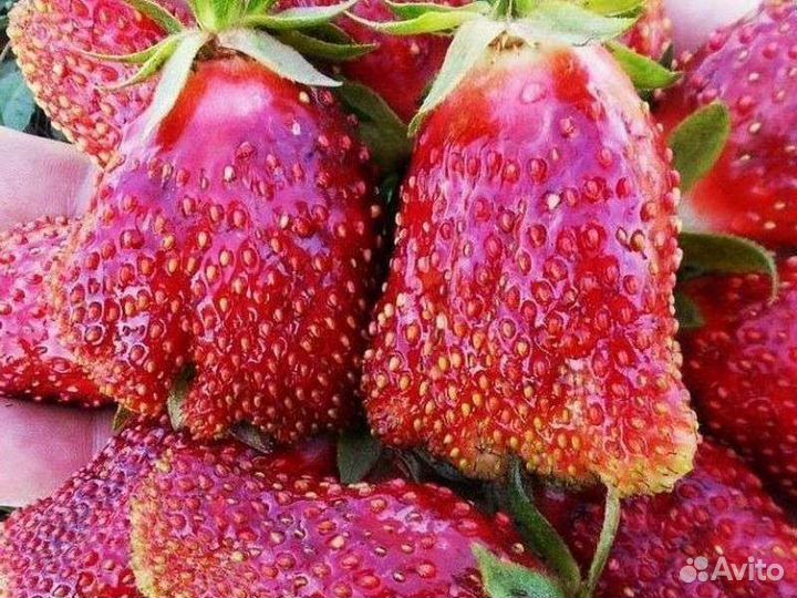 Земклуника Купчиха