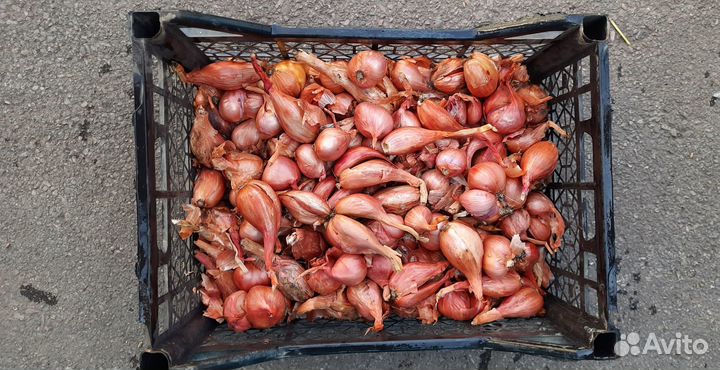 Лук Севок Шалот (Семейный)