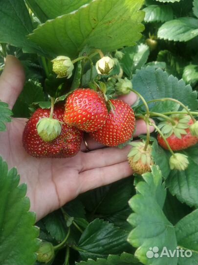 Рассада сортовой земляники(виктории)