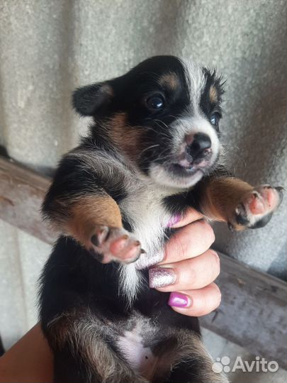 Маленькие пёсики