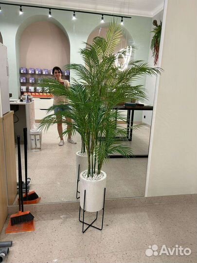 Фикус бенджамина