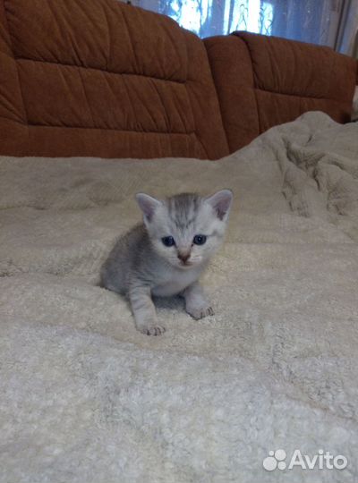 Котёнок