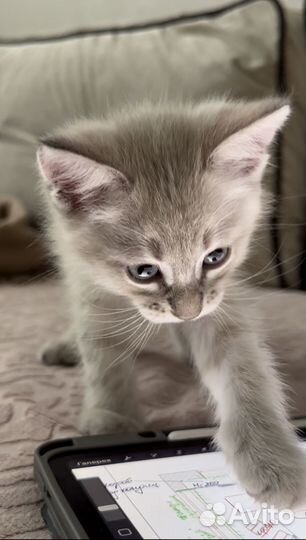 Котенок тайский тебби-поинт 3 месяца