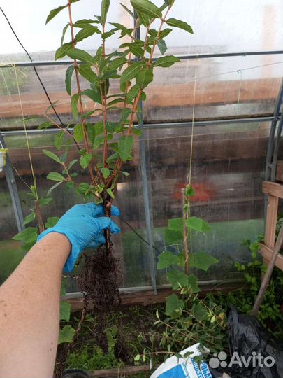 Жимолость съедобная