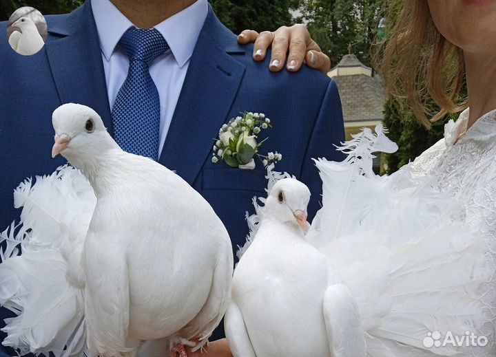 Голуби павлины для свадеб