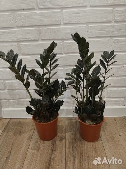 Замиокулькас черный равен комнатные растения цветы