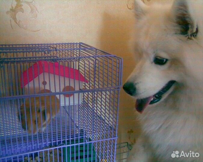 Догситтер передержка собак