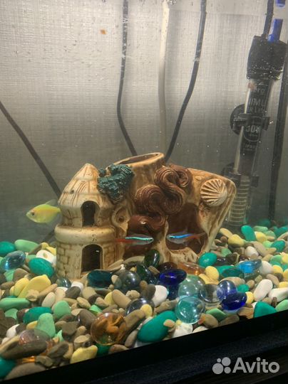 Аквариум с рыбками