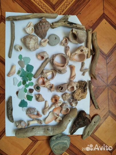 Ракушки морские