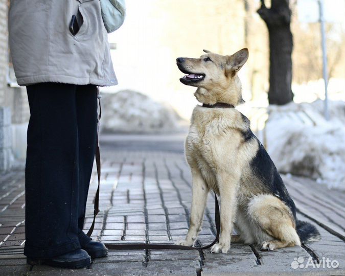 Собака Ода в добрые руки
