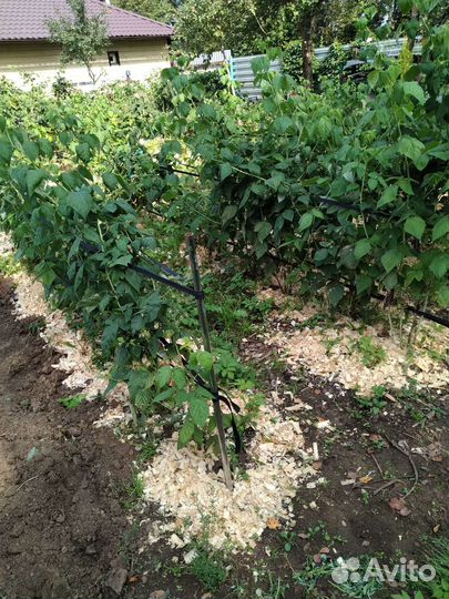 Малина ремонтантная жёлтая