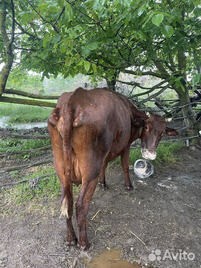 Красностепные коровы