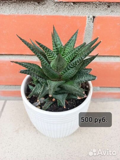 Кактусы и суккуленты