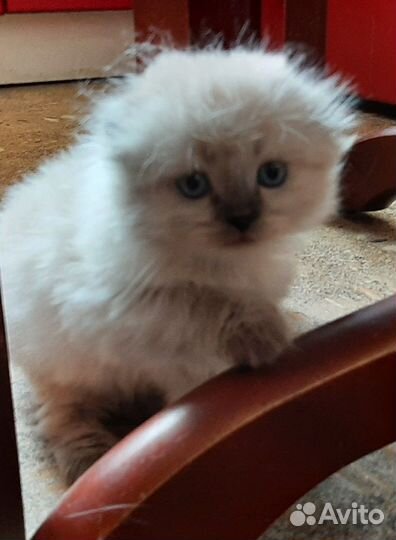 Кошки шотландцы