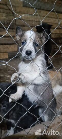 Щенки лайки