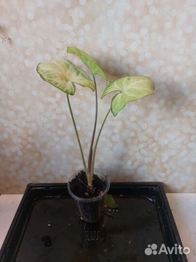 Монстера,сциндапсус/сингониум,Эпипремнум