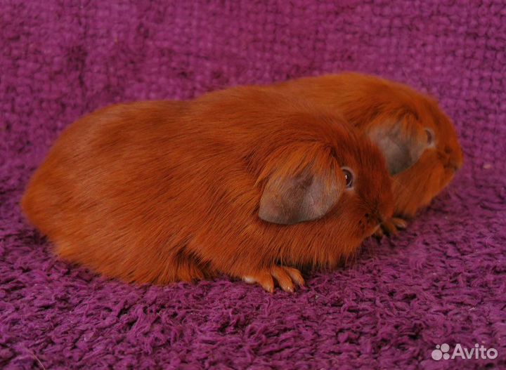 Два рыженьких мальчишечки морские свинки