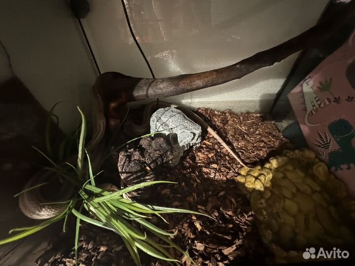 Моисовый полоз