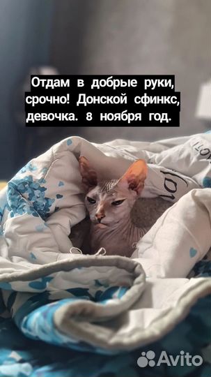 Кошка в дар