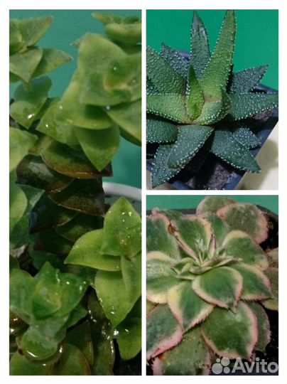 Суккуленты