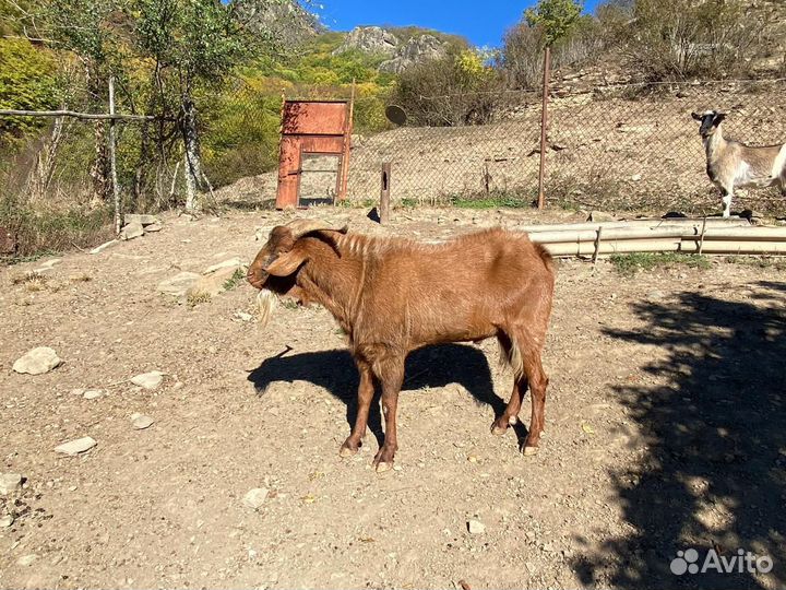 Нубийский козел