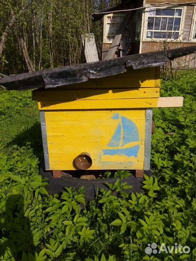 Улей-нуклеус